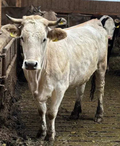 Bio Fleckvieh x Braunviehkalbin