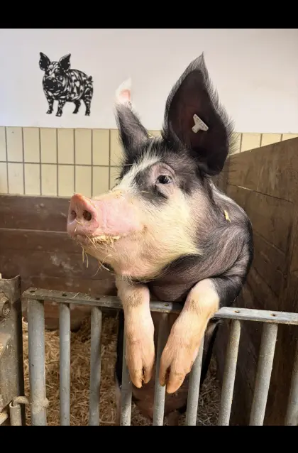 Berkshire-Schwein