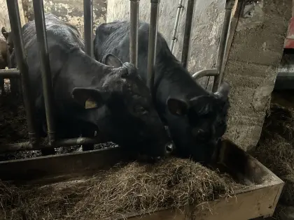 4 Mutterkühe ohne Abstammungsnachweis