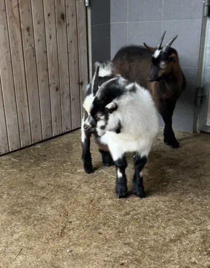 Passeirer Ziegenbock