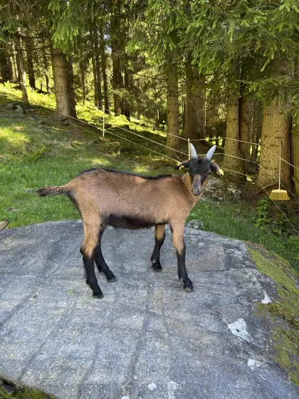 GGZ Bockkitz