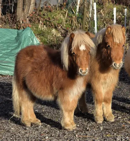 Minishettyhengste