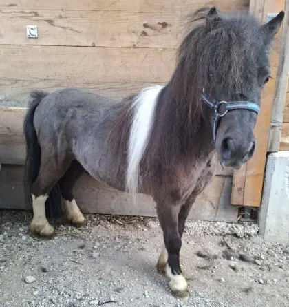 Mini-Shetty-Hengst