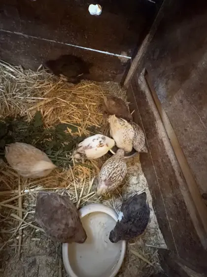 Verkaufe junge wildfarbene Wachtelhähne