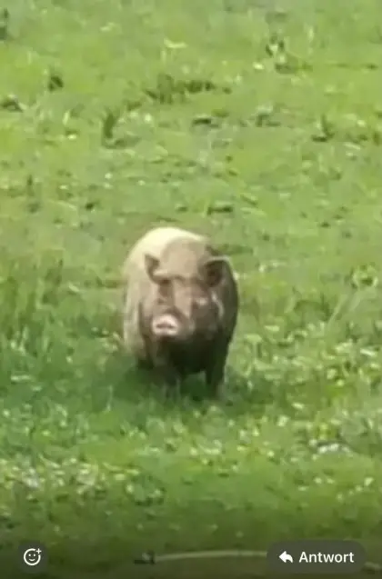 Hängebauchschwein