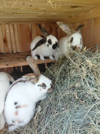 Rheinische Schecken und Mix-Kaninchen