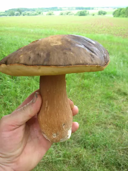1 kg getrocknete Steinpilze und Kaiserlinge