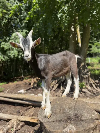 Bündner Strahlenziegenbock