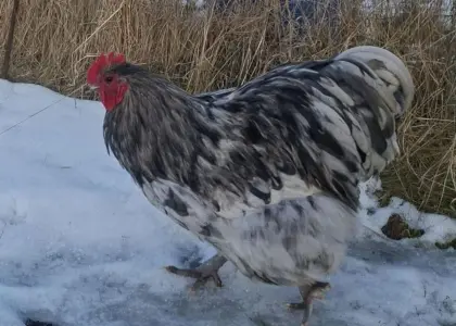 2 Hähne