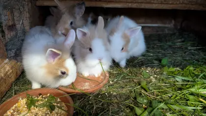 Löwenkopf-Zwergkaninchen in verschiedenen Farben