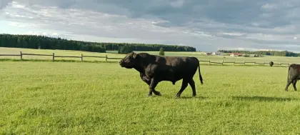 Angus Bio Stier