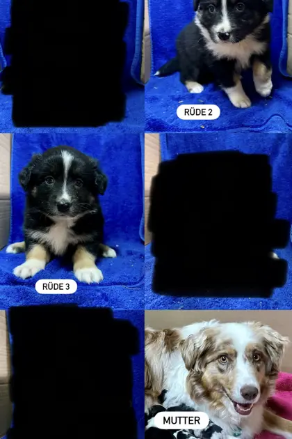 Border-Aussie-Welpen