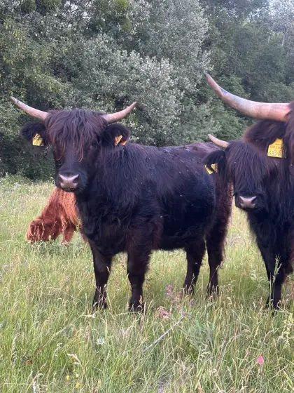 Hochlandrinder Kalbinnen