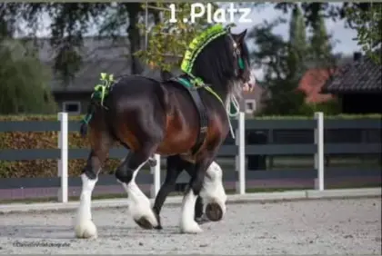 Shirehorse Hengst