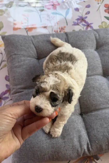 Bichonpoo (Bichon Frise mit Zwergpudel) mit AT