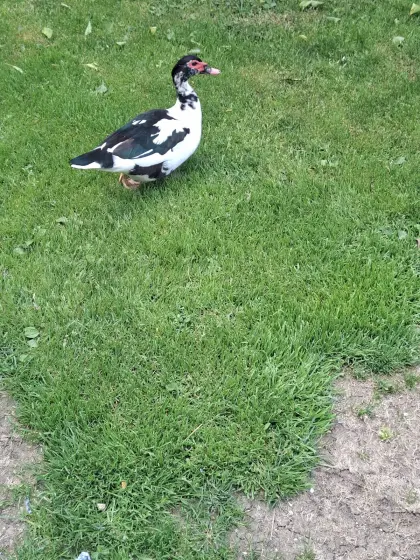 Moschusenten
