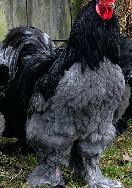 Bruteier Brahma blau, große Rasse, Versand international