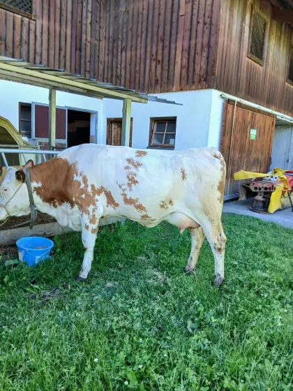 Bio-Kalbin in Milch