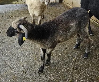 Alpine Steinschaf-Widder
