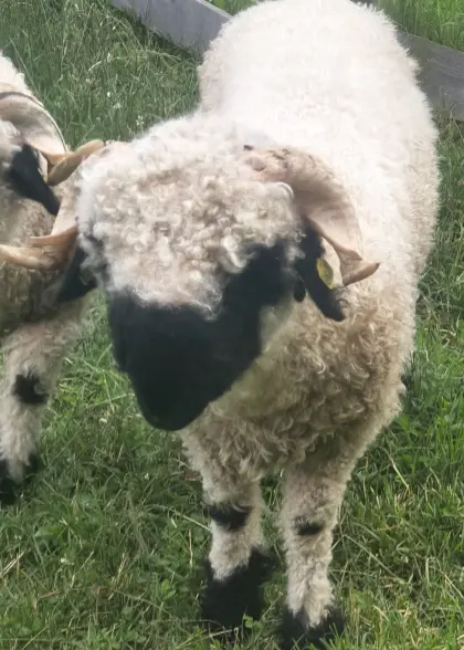 Walliser Schwarznasen-Widder Bio