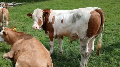 Gekörter Deckstier zu verleihen