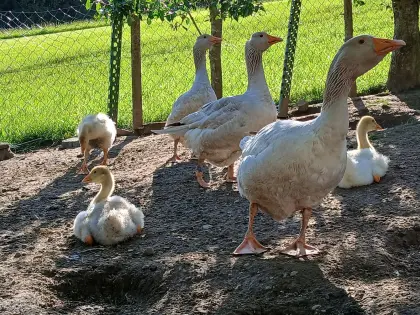 Gänseküken