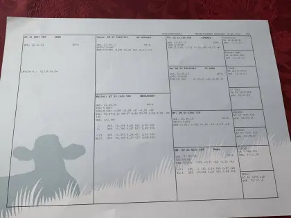 Verkaufe HF-Jungkühe