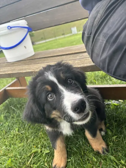 Berner Sennenhund/Hovawart Welpe sucht Lebensplatz