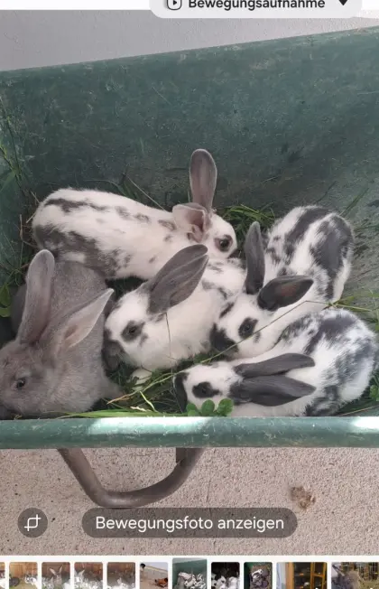 Hasen, Fleischhasen