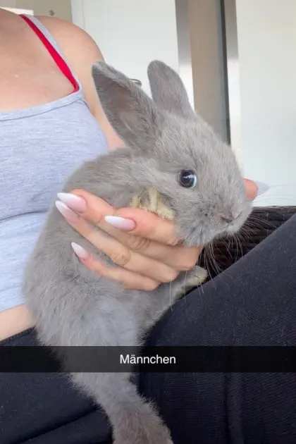 Zwergkaninchen