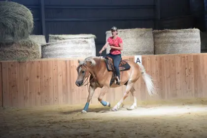 Haflinger-Wallach