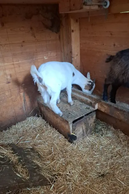 Mini-Zwergziege