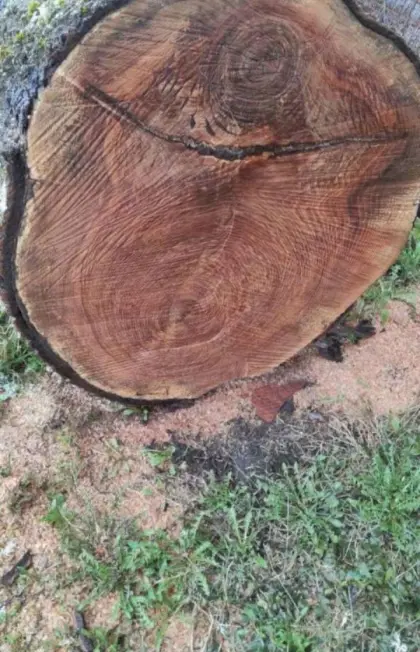 Eschenholz, Holzscheibe für Tischplatte