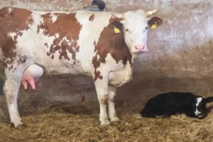 Hinterwälder Kuh mit Kalb, Kreuzung Hinterwälder x Galloway