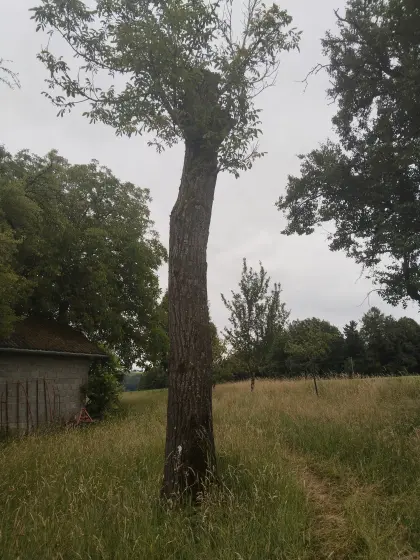 Alter Nussbaum, 4550 Kremsmünster