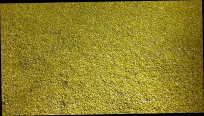 Körnermais, Futtermais