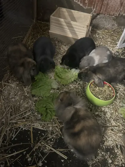 Zwergkaninchen