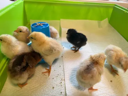 Mixküken zu verkaufen