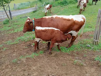 Bio Pinzgauer Mutterkuh mit Kuhkalb