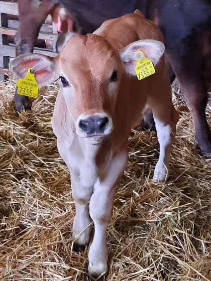 Reinrassiges Karpatisches Grauvieh-Bullenkalb zu verkaufen