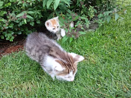 Babykatzen
