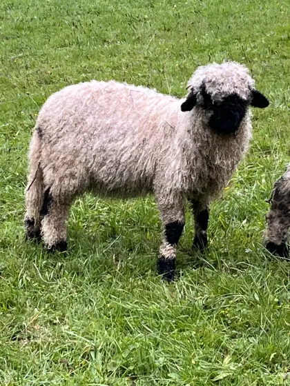 Walliser Schwarznasen Weibchen 4 Stk.