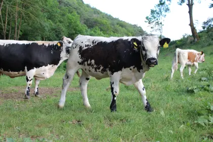 Pustertaler Sprinzen Kalb, SNP typisiert