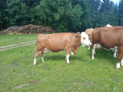 Verkaufe Bio FV Mutter- oder Milchkuh