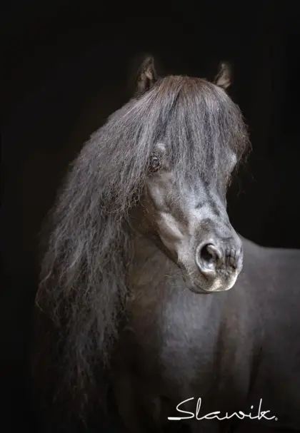 American Miniature Horse Hengst