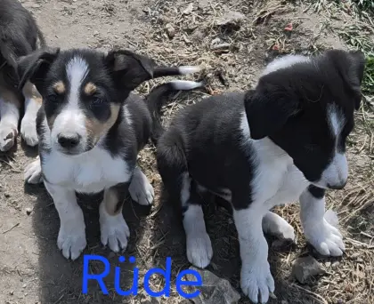 Border Collie Welpen auszugsbereit