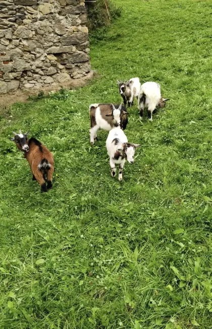 Mini-Zwergziegen
