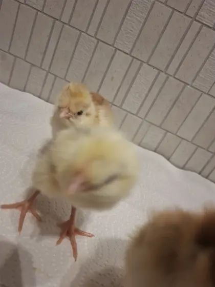Blumenhuhn Hähne aus Mischgruppe