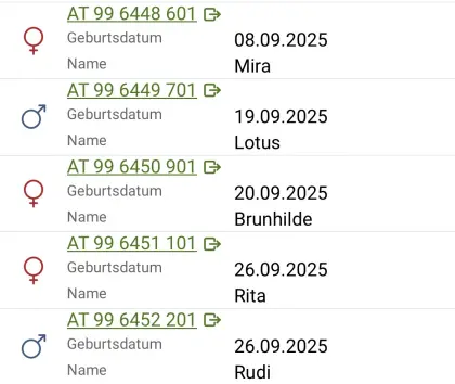 Bio FV-Kalbinnen und FV-Einstellerochsen zu verkaufen