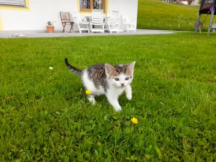 Schöne Katzenbabys